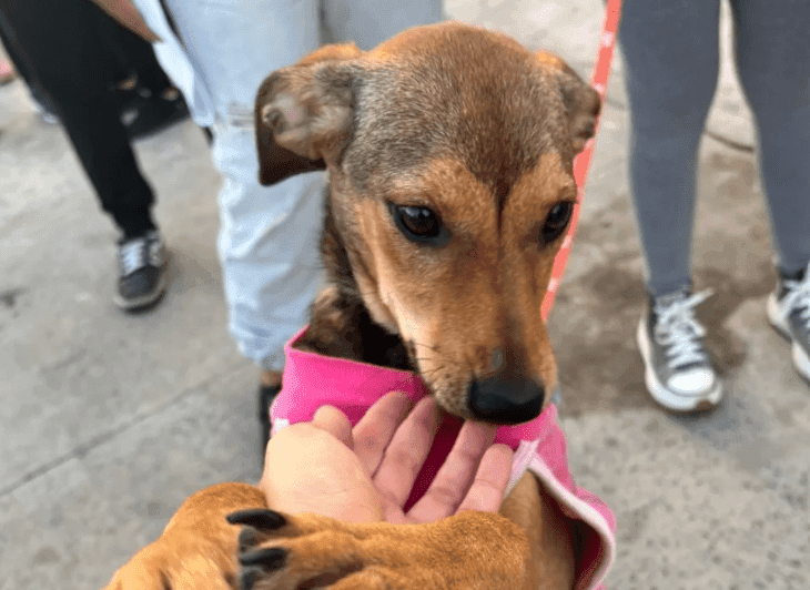 Actividad de la última jornada de castración organizada por la agrupación. Créditos: IG @castraciones.chaco  ﻿