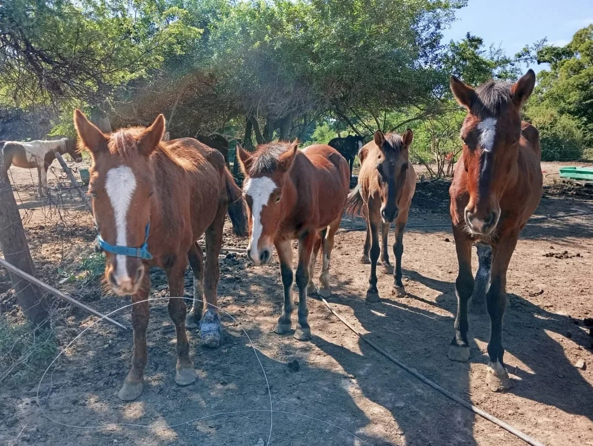 Caballos rescatados por la Fundación FRRe de la provincia del Chaco. Imagen gentileza de Grisel López (Fundación FRRe)