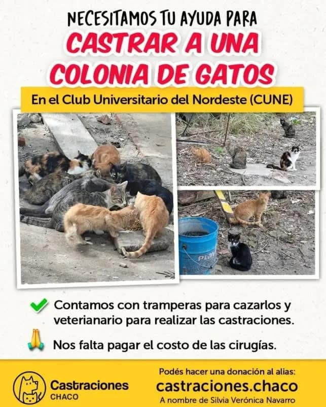 Imagen: Placa informatica de @castraciones.chaco