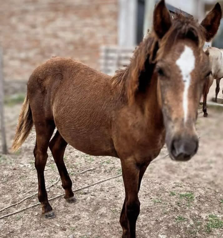 La FRRe trabaja en la rehabilitación de caballos maltratados o en situación de abandono. Foto: FRRe