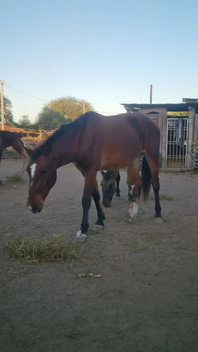 Foto Archivo: Chaco 24 en el predio de la Fundación FRRe